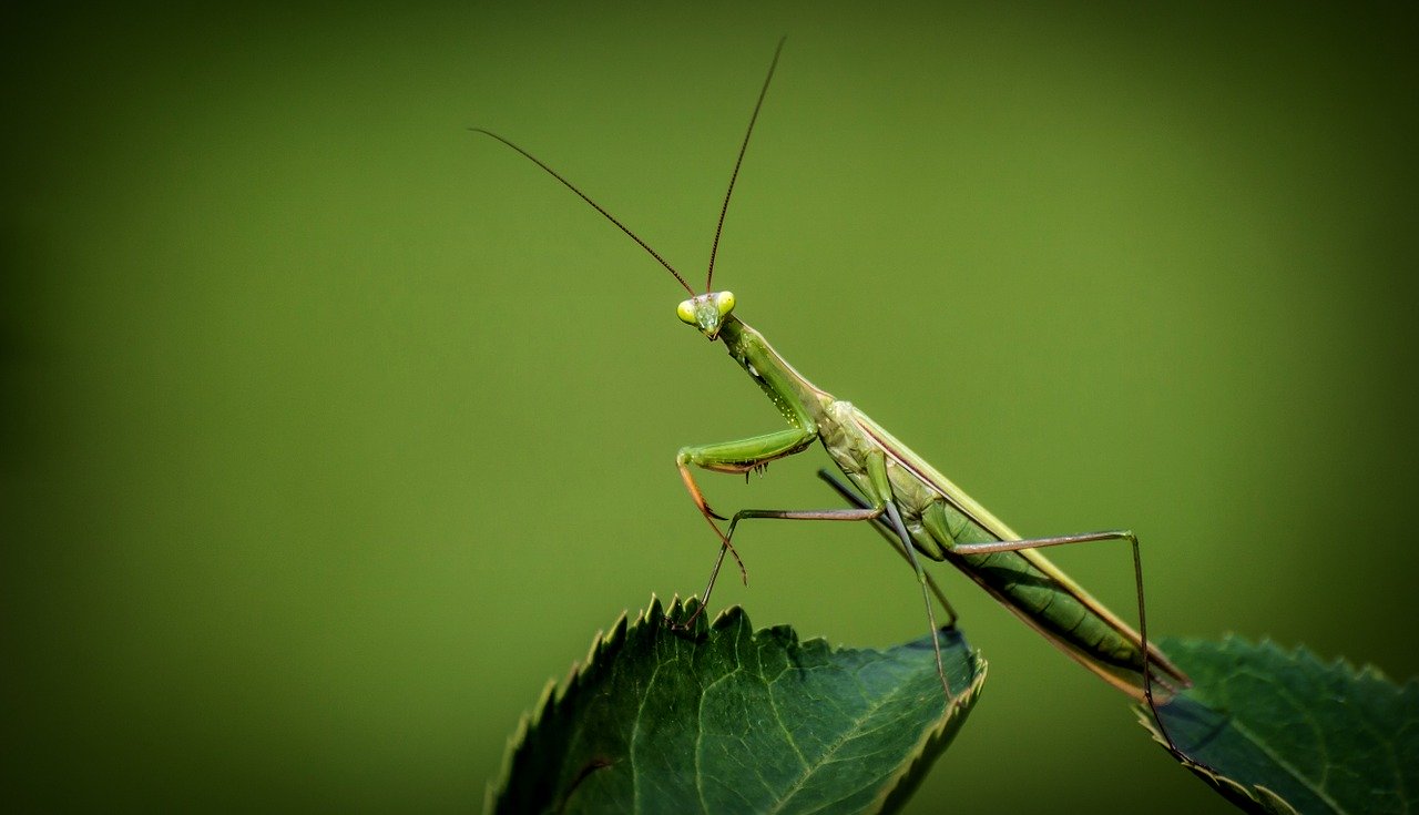 Episode 05: The Praying Mantis